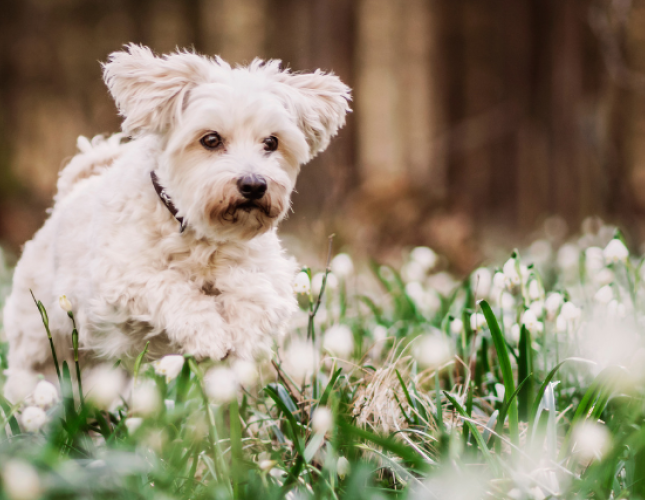 First Day of Spring - Spring Toxins My Dog Needs to Avoid