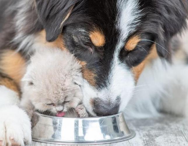 Pet Hydration Awareness Month: The Importance of Keeping Your Furry Friends Hydrated